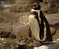 Pingüino de Humboldt en Parque Zoológico de San Luis, Missouri, USA.