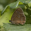 Sortijitas (Aphantopus hyperantus) es una especie de lépidoptero perteneciente a la familia de las Nymphalidae, subfamilia Satyrinae, tribu de las Satyrini y género Aphantopus del que es único representante en Europa. Suele presentar cinco ocelos negros, rodeados de amarillo y con un punto blanco en el centro. Es común en los países de Europa Central y Asia templada. Por Charlesjsharp.