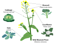 Image 46Selective breeding enlarged desired traits of the wild cabbage plant (Brassica oleracea) over hundreds of years, resulting in dozens of today's agricultural crops. Cabbage, kale, broccoli, and cauliflower are all cultivars of this plant. (from Plant breeding)