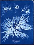 Fotogram i illustrationssyfte (Anna Atkins, 1843).