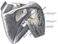 Suprascapular e nervos axiliares do lado direito, vistos de trás.