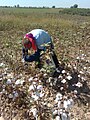 Hand picking cotton (Tashkent, Uzbekistan)