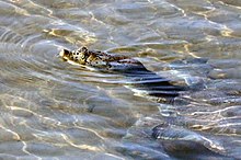 photo of a river turtle with only its nose above water