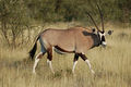 El órice de El Cabo (Oryx gazella), también conocido como órice gacela o gemsbok es una especie de antílope africano de la subfamilia Hippotraginae. Vive en manadas de hasta 40 individuos, pero en la estación lluviosa, se reúnen cientos. En época de sequía, puede pasar muchos días sin beber, sobreviviendo de la humedad de los frutos y raíces. Mide hasta 1,6 metros de largo y la altura de la cruz llega hasta 1,2 metros. Son cazados ampliamente en África por sus espectaculares cuernos que en promedio miden 85 centímetros (33 pulgadas) de longitud, estos cuernos son perfectamente rectos en los machos y se extienden desde la base del cráneo con un ligero ángulo hacia afuera y hacia atrás. Las hembras tienen cuernos más delgados que tienen una ligera curva hacia afuera y hacia atrás con cierto ángulo. La única diferencia exterior entre machos y hembras son sus cuernos, muchos cazadores de hembras matan a machos por error cada año. Por Joachim Huber.