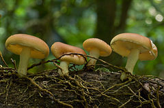 Lentinula lateritia: fotografijŏ