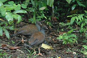 Oranĝpieda nestamasulo