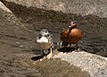 Juvenil (Izquierda) y hembra de pato de las torrentes peruano en el Rio Urubamba, Perú