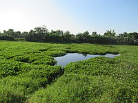 Water lilies at the lake