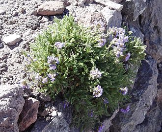 Polemonium elegans