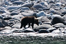 Ein Braunbär läuft an einem steinigen Ufer entlang.