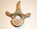 A thoracic vertebra, viewed from below.