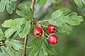 Crataegus monogyna (biancospino comune)