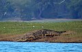 Krokodilo ĉe la rivero Kabini.