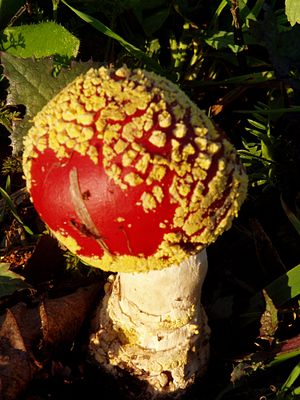 Muŝoamanito (Amanita muscaria var. formosa)