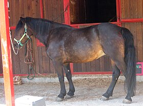 Poney Bardigiano au modèle