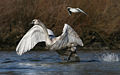 Cisne blanco (Cygnus olor) emprendiendo el vuelo. Por commons:Makro Freak.