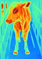 구제역에 의한 발열 ( thermography 촬영). 발굽 주위가 열이 나는 특징이 있다.