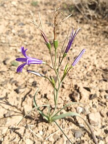 Ixiolirion Tataricum in Deserts of Central Iran