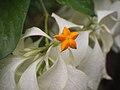 Mussaenda philippica