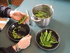 Peas being shelled (removed from the pod)