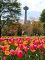 View of the tower from Panoramic Parkway during the blooming of the tulips in springtime.