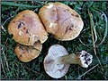 !Cortinarius callochrous!