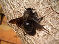 Фиолетовая пчела-плотник (Xylocopa violacea)