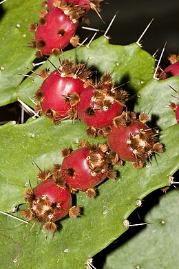 Tikroji opuncijėlė (Brasiliopuntia brasiliensis)