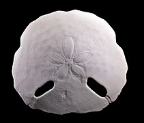 Testa Echinodiscus tenuissimus, landak laut kelainan ("deduit laut")