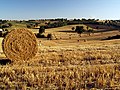 Umbria'da buğday tarlası