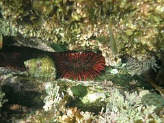 « Red tipped urchin » (Heliocidaris tuberculata), Australie et Nouvelle-Zélande.