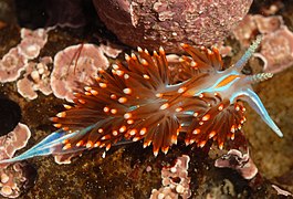 Hermissenda crassicornis, un Aeolidioidea.