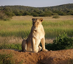 Uma leoa de Okonjima.