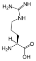 L-Arxinina (Arg / R)