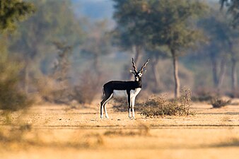 Un mâle antilope cervicapre à découvert au sanctuaire de Tal Chhapar.