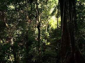 Selva tropicalSelva Lacandona, Chiapas