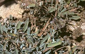 Phacelia secunda