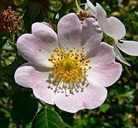 Rose 'Belle de Crécy'.