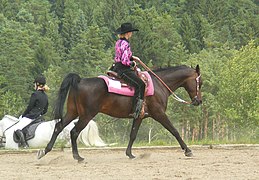 Shagya en équitation western.