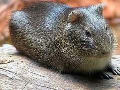 Description de l'image Wildmeerschweinchen-06.jpg.