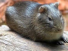 Brazilioansche cavia (Cavia aperea)