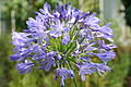 Agapanthus praecox subsp. orientalis