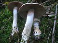 Cortinarius anomalus