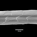 Fibra di lana di Cachemire al microscopio.