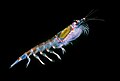 Krill do Antártico (Euphausia superba) quizais o compoñente máis grande da biomasa do planeta