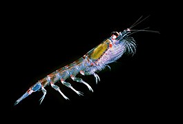 Antarctic Krill Euphausia superba (Euphausiacea)