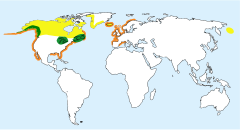 Distribución de G. immer.