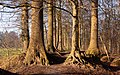 Lochem, entre los árboles de la Grote Veld