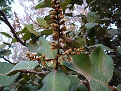 Neocarya macrophylla.