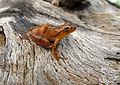 Spring peeper, adult, Florida